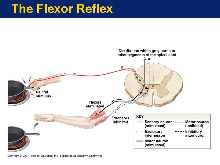 The Flexor Reflex 