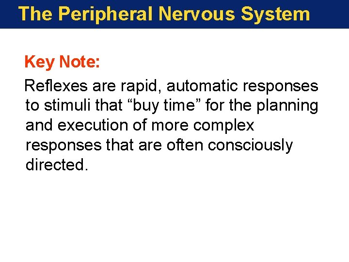 The Peripheral Nervous System Key Note: Reflexes are rapid, automatic responses to stimuli that