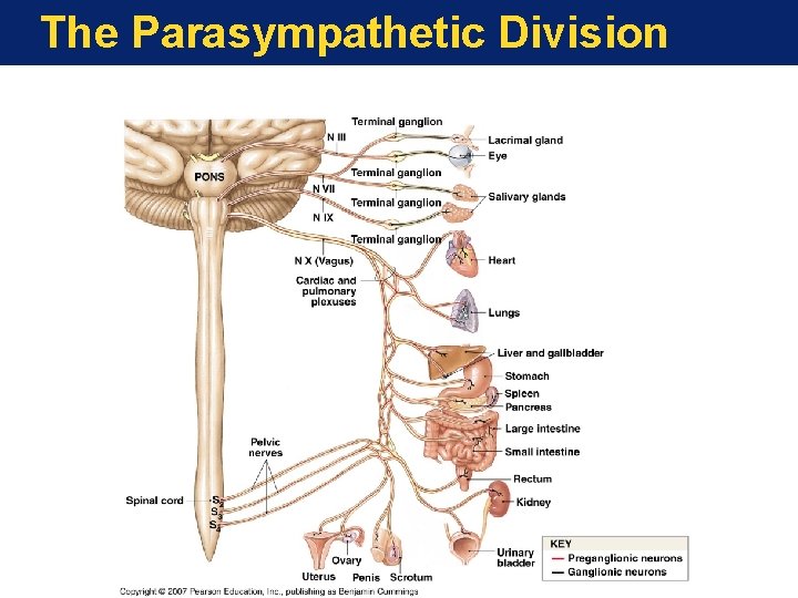 The Parasympathetic Division 