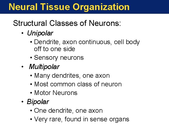 Neural Tissue Organization Structural Classes of Neurons: • Unipolar • Dendrite, axon continuous, cell