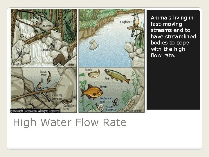 Animals living in fast-moving streams end to have streamlined bodies to cope with the