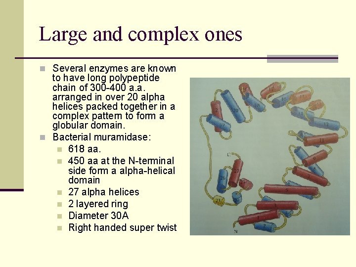 Large and complex ones n Several enzymes are known to have long polypeptide chain
