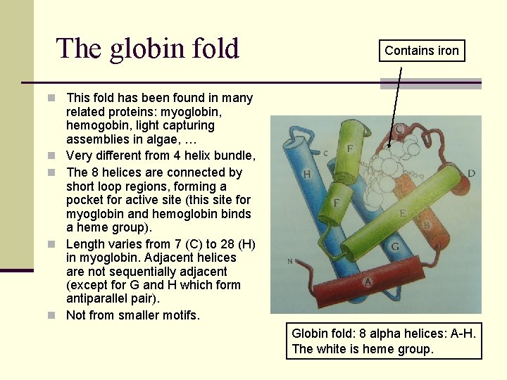 The globin fold Contains iron n This fold has been found in many n