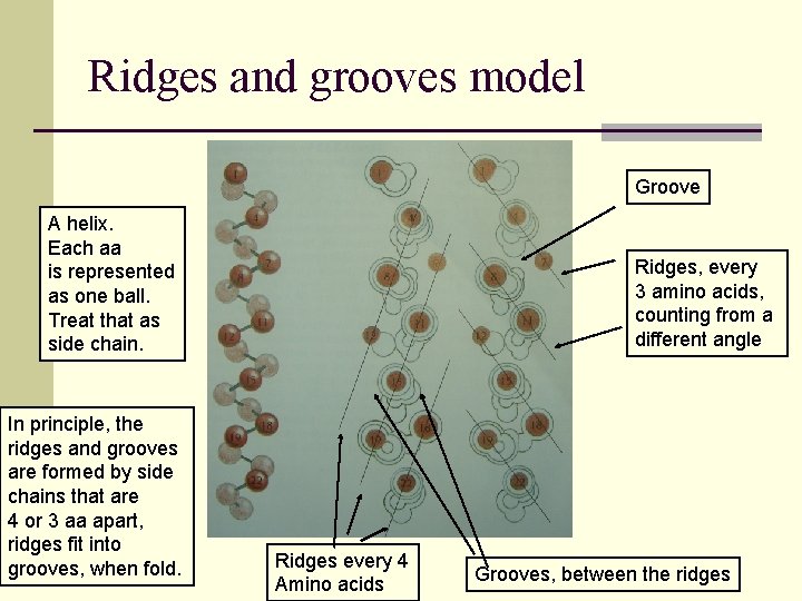 Ridges and grooves model Groove A helix. Each aa is represented as one ball.