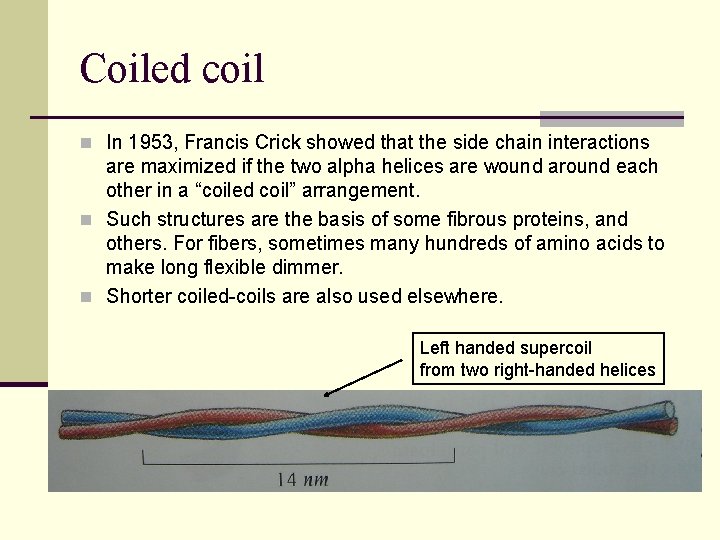 Coiled coil n In 1953, Francis Crick showed that the side chain interactions are