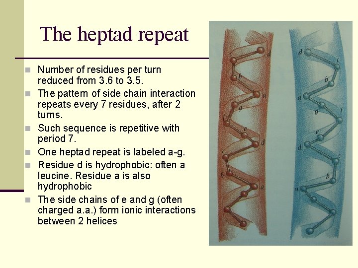 The heptad repeat n Number of residues per turn n n reduced from 3.