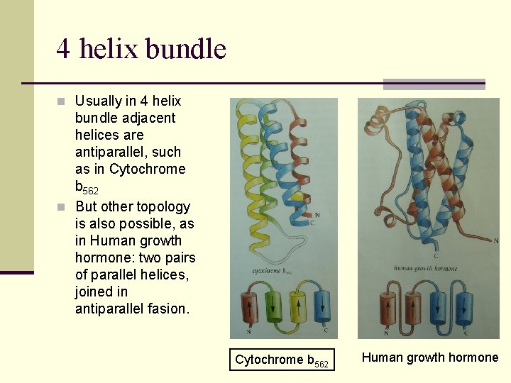 4 helix bundle n Usually in 4 helix bundle adjacent helices are antiparallel, such