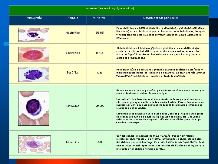 Leucocitos (Granulocitos y Agranulocitos) Micrografía Nombre % Normal Características principales 55 -65 Poseen un
