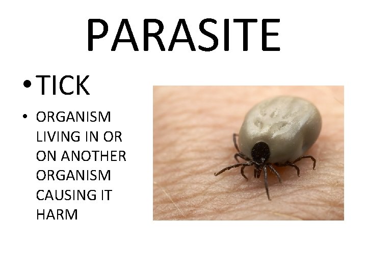 PARASITE • TICK • ORGANISM LIVING IN OR ON ANOTHER ORGANISM CAUSING IT HARM