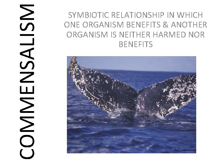 COMMENSALISM SYMBIOTIC RELATIONSHIP IN WHICH ONE ORGANISM BENEFITS & ANOTHER ORGANISM IS NEITHER HARMED