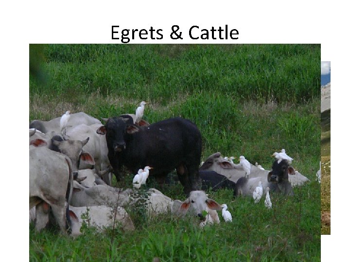 Egrets & Cattle 