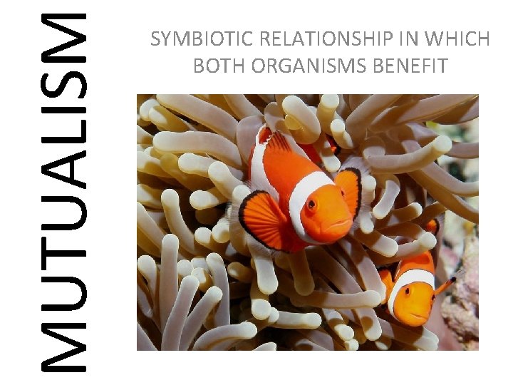 MUTUALISM SYMBIOTIC RELATIONSHIP IN WHICH BOTH ORGANISMS BENEFIT 