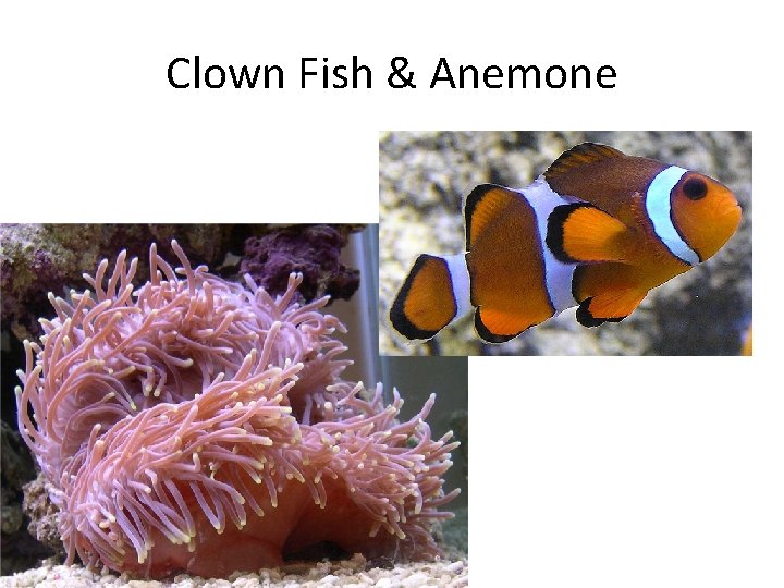 Clown Fish & Anemone 