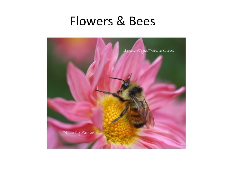 Flowers & Bees 
