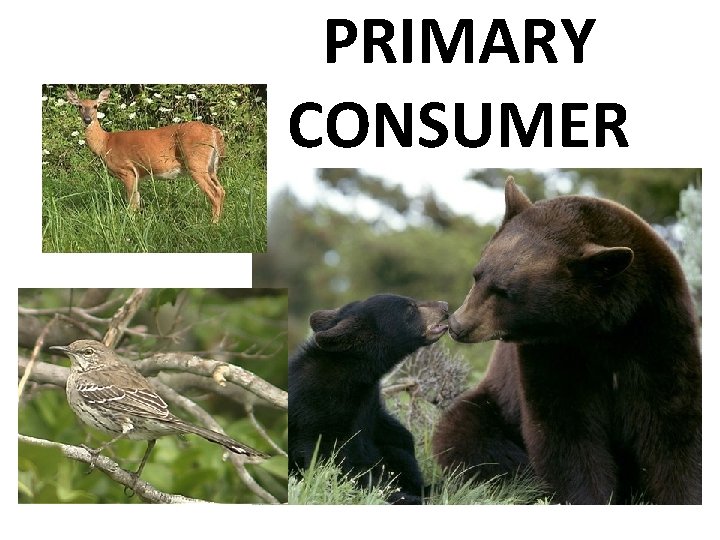 PRIMARY CONSUMER 