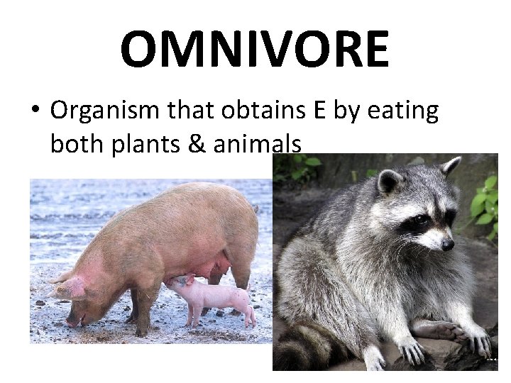 OMNIVORE • Organism that obtains E by eating both plants & animals 