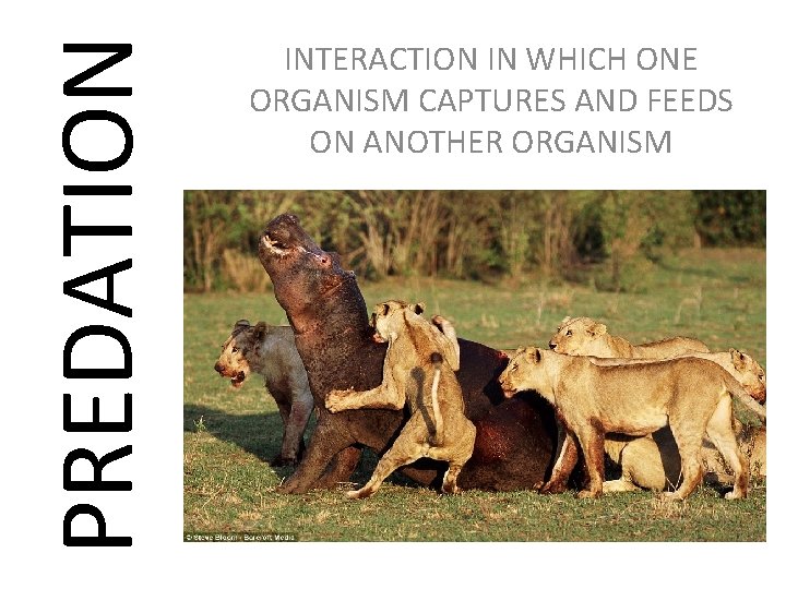 PREDATION INTERACTION IN WHICH ONE ORGANISM CAPTURES AND FEEDS ON ANOTHER ORGANISM 