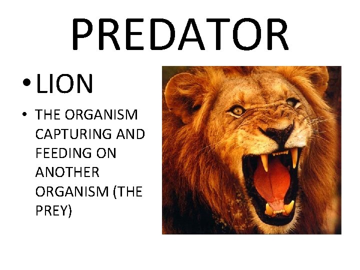 PREDATOR • LION • THE ORGANISM CAPTURING AND FEEDING ON ANOTHER ORGANISM (THE PREY)