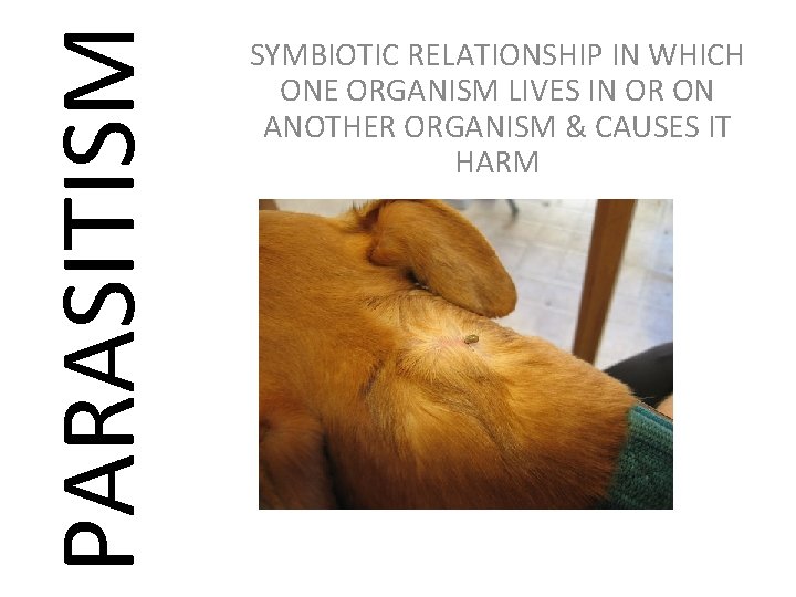 PARASITISM SYMBIOTIC RELATIONSHIP IN WHICH ONE ORGANISM LIVES IN OR ON ANOTHER ORGANISM &