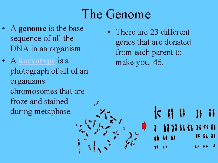 The Genome • A genome is the base sequence of all the DNA in