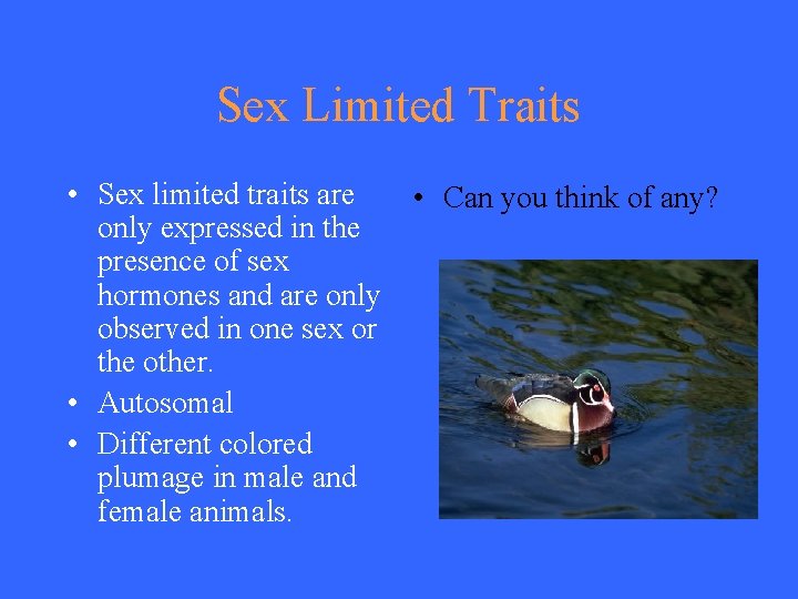 Sex Limited Traits • Sex limited traits are only expressed in the presence of