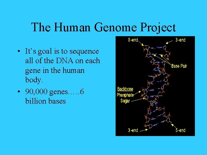 The Human Genome Project • It’s goal is to sequence all of the DNA