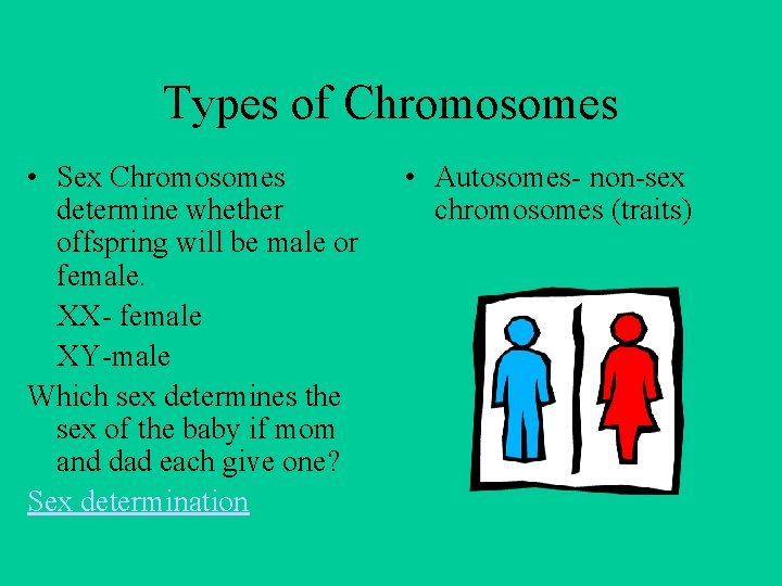 Types of Chromosomes • Sex Chromosomes determine whether offspring will be male or female.