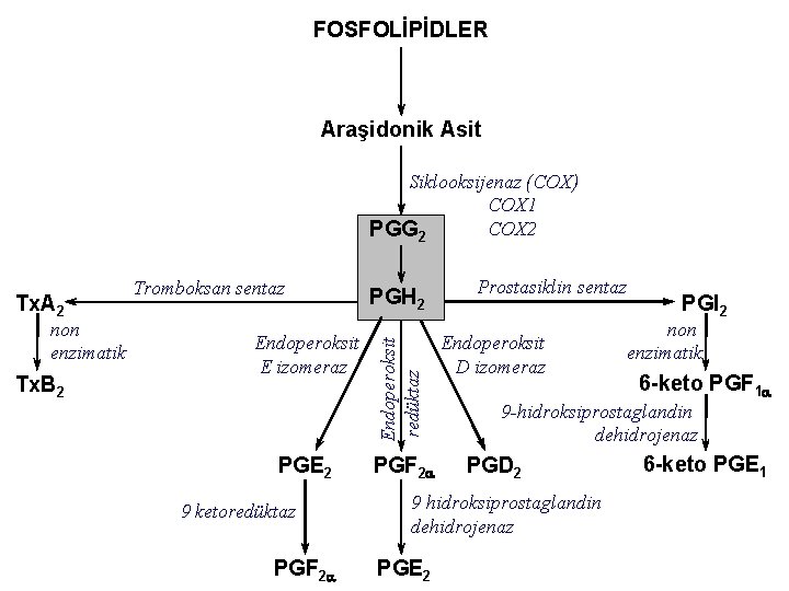 FOSFOLİPİDLER Araşidonik Asit Siklooksijenaz (COX) COX 1 COX 2 PGG 2 non enzimatik Tx.