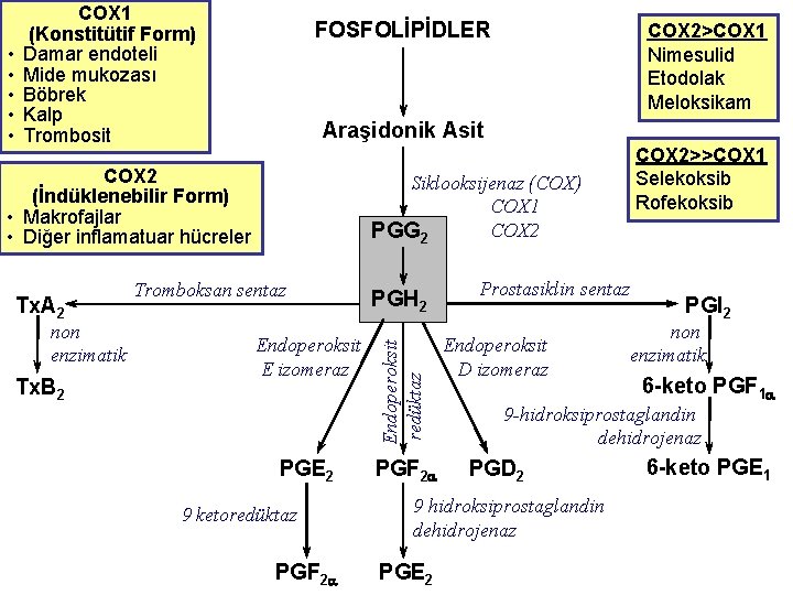 FOSFOLİPİDLER Araşidonik Asit COX 2 (İndüklenebilir Form) • Makrofajlar • Diğer inflamatuar hücreler Tx.