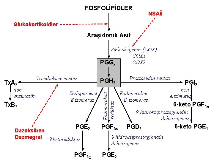 FOSFOLİPİDLER NSAİİ Glukokortikoidler Araşidonik Asit Siklooksijenaz (COX) COX 1 COX 2 PGG 2 non