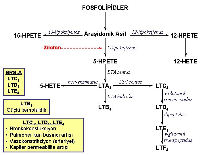 FOSFOLİPİDLER 15 -lipoksijenaz Araşidonik Asit 15 -HPETE Zilöton 12 -lipoksijenaz 12 -HPETE 5 -lipoksijenaz