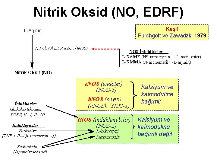 Nitrik Oksid (NO, EDRF) Keşif Furchgott ve Zawadzki 1979 L-Arjinin Nitrik Oksit Sentaz (NOS)