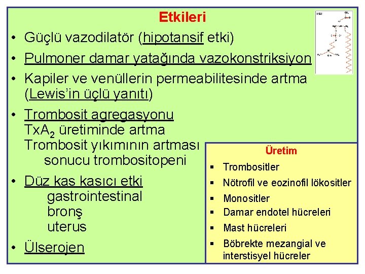  • • • Etkileri Güçlü vazodilatör (hipotansif etki) Pulmoner damar yatağında vazokonstriksiyon Kapiler