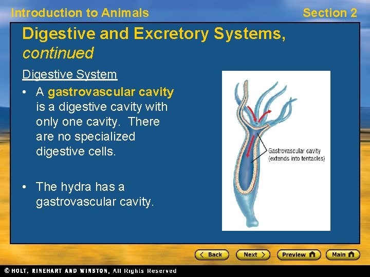 Introduction to Animals Digestive and Excretory Systems, continued Digestive System • A gastrovascular cavity