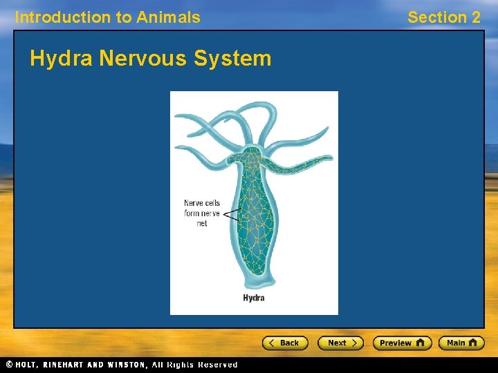 Introduction to Animals Hydra Nervous System Section 2 