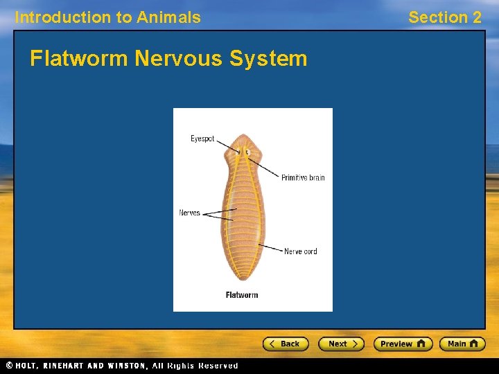 Introduction to Animals Flatworm Nervous System Section 2 