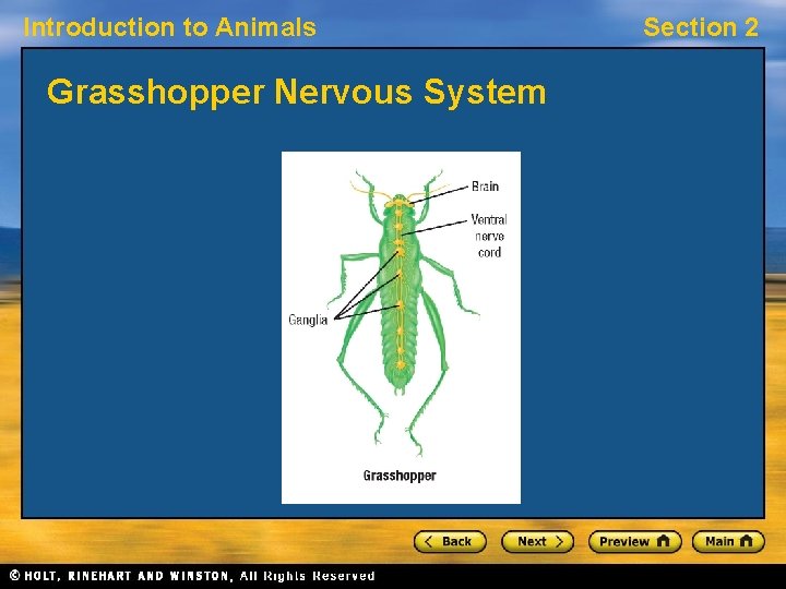 Introduction to Animals Grasshopper Nervous System Section 2 