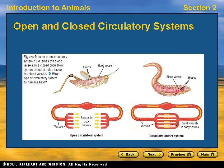 Introduction to Animals Section 2 Open and Closed Circulatory Systems 