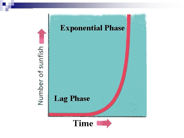 Exponential Phase Lag Phase Time 