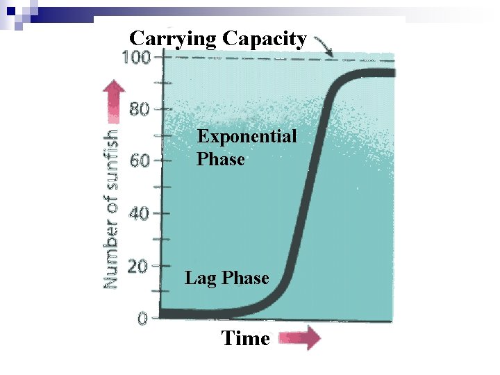 Carrying Capacity Exponential Phase Lag Phase Time 