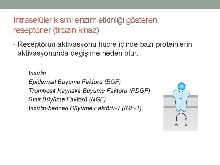 İntraselüler kısmı enzim etkinliği gösteren reseptörler (tirozin kinaz) • Reseptörün aktivasyonu hücre içinde bazı