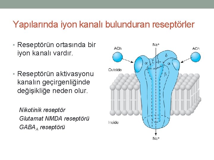 Yapılarında iyon kanalı bulunduran reseptörler • Reseptörün ortasında bir iyon kanalı vardır. • Reseptörün