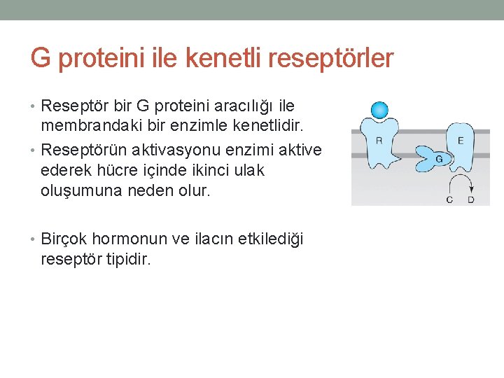 G proteini ile kenetli reseptörler • Reseptör bir G proteini aracılığı ile membrandaki bir