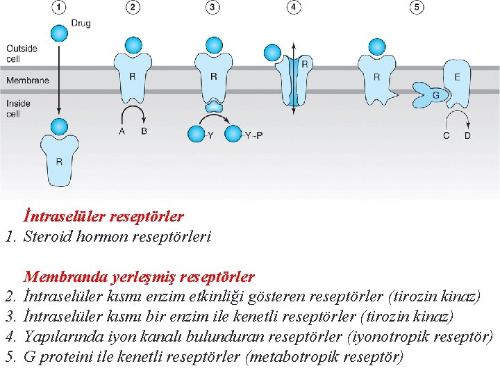 İntraselüler reseptörler 1. Steroid hormon reseptörleri 2. 3. 4. 5. Membranda yerleşmiş reseptörler İntraselüler