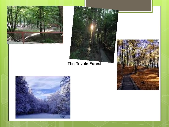 10 The Trivale Forest 