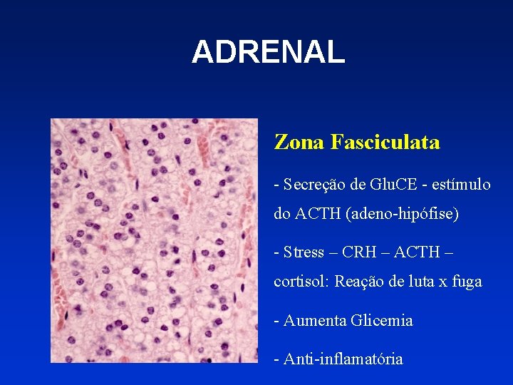 ADRENAL Zona Fasciculata - Secreção de Glu. CE - estímulo do ACTH (adeno-hipófise) -