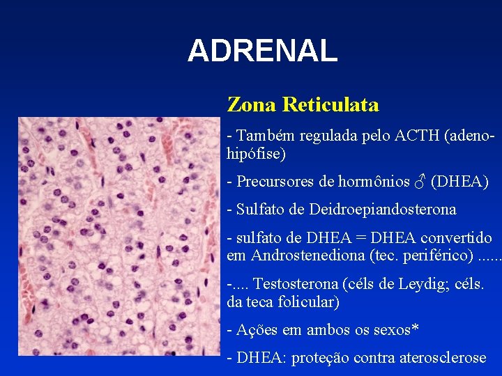 ADRENAL Zona Reticulata - Também regulada pelo ACTH (adenohipófise) - Precursores de hormônios ♂