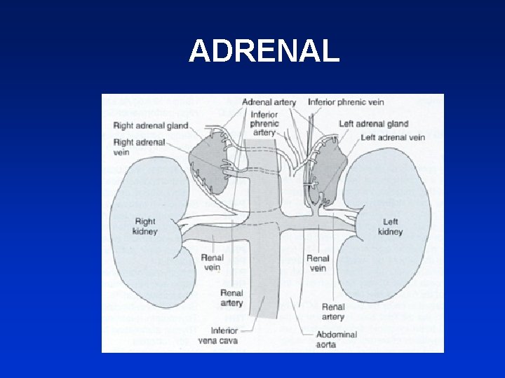 ADRENAL 