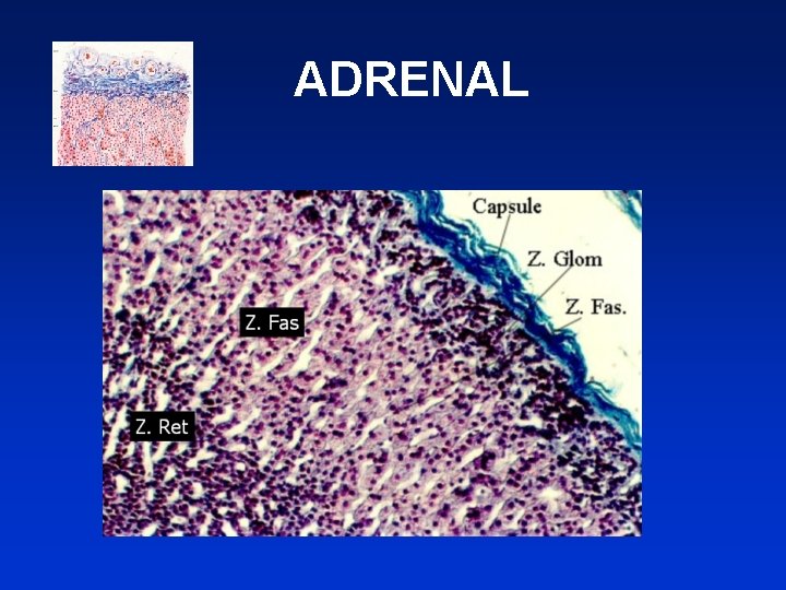 ADRENAL 