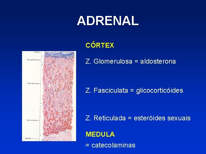 ADRENAL CÓRTEX Z. Glomerulosa = aldosterona Z. Fasciculata = glicocorticóides Z. Reticulada = esteróides